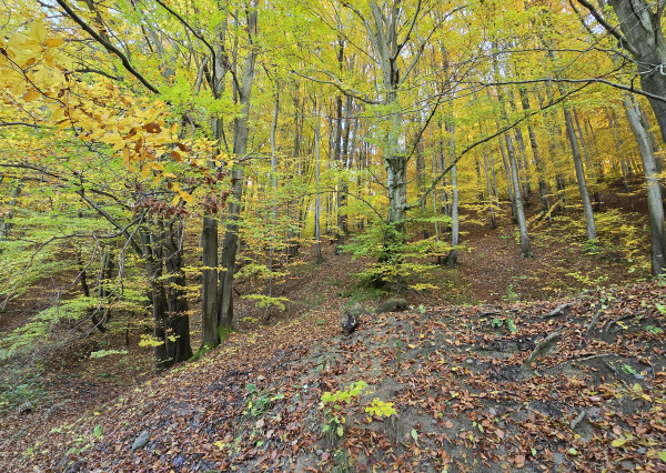 Lesný pozemok Korejovce